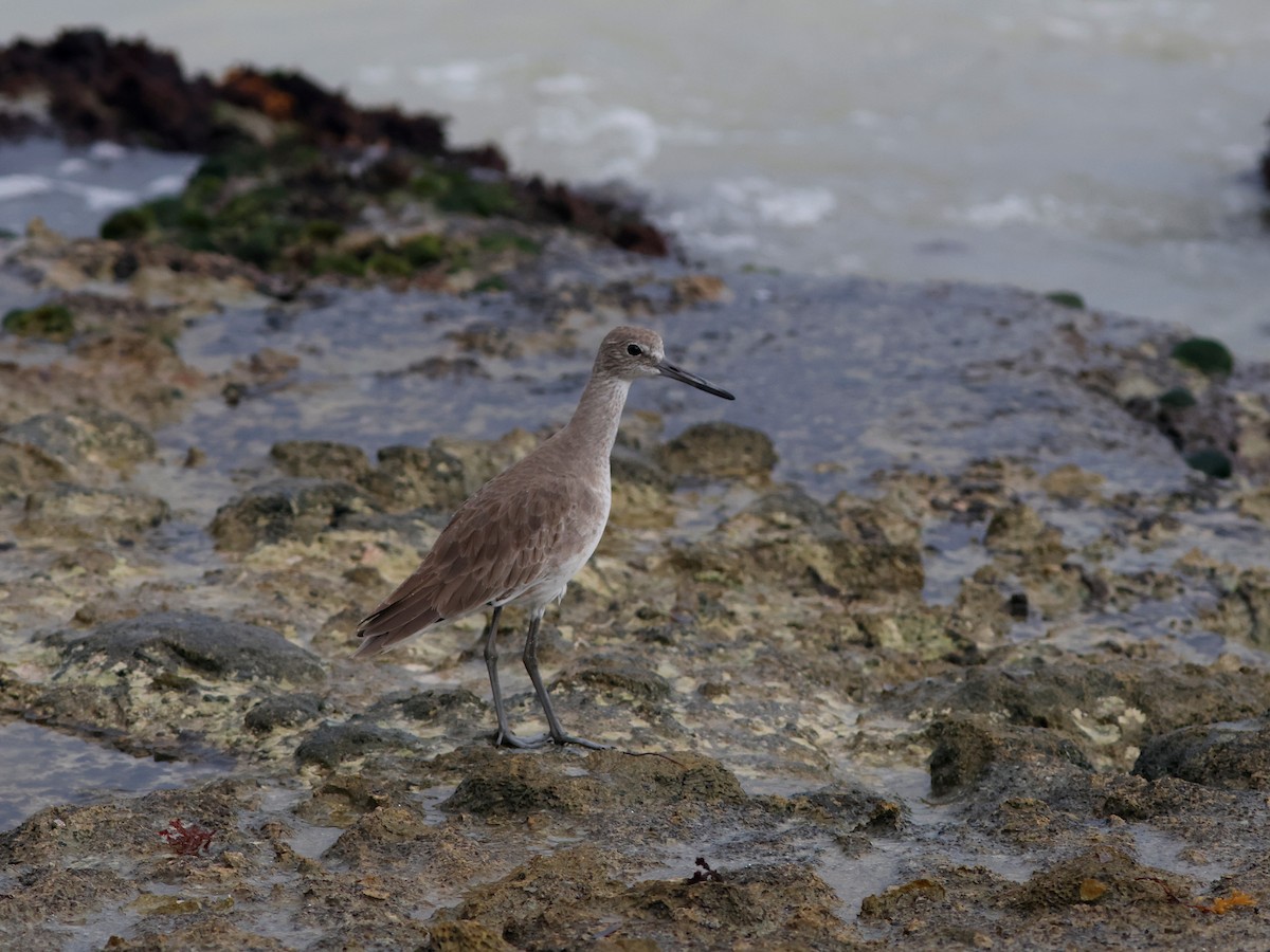 Willet - ML645745708
