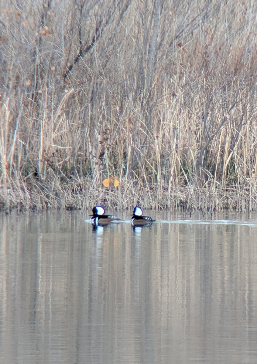 Hooded Merganser - ML645745712