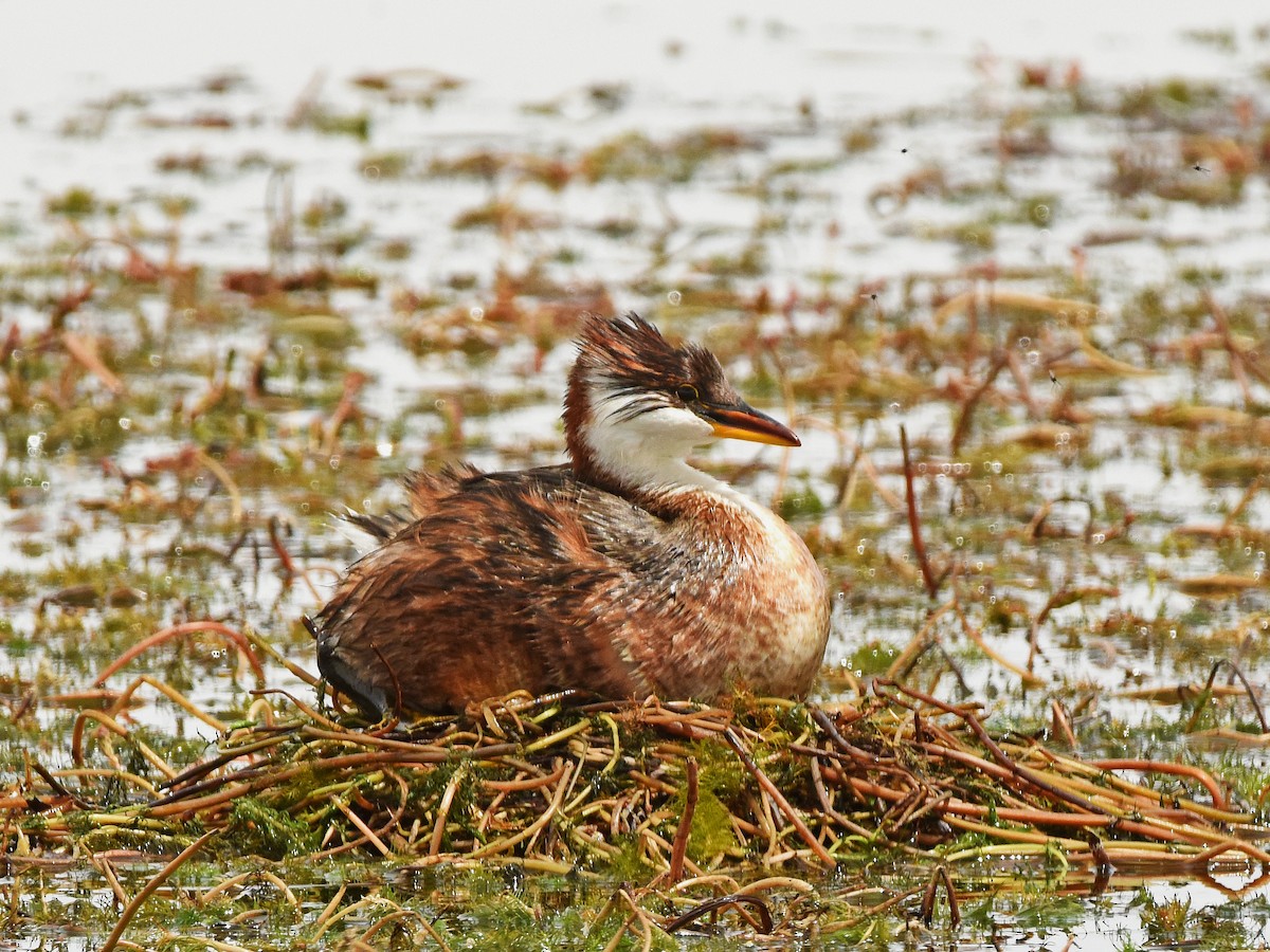 Titicaca Grebe - ML645745717