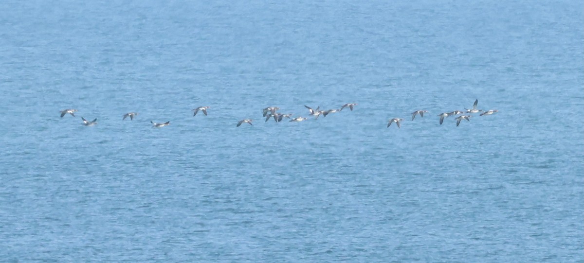 Red-breasted Merganser - ML645745723