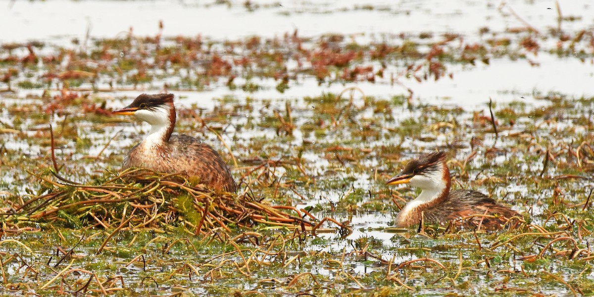 Titicaca Grebe - ML645745734