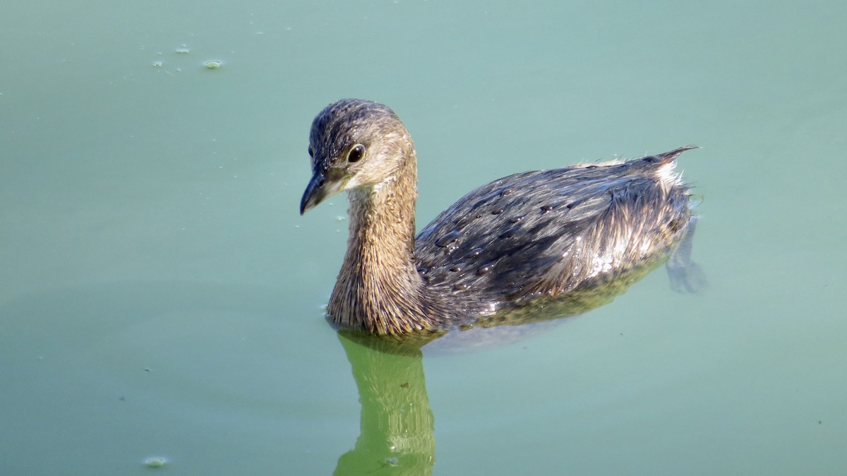 Pied-billed Grebe - ML645745735