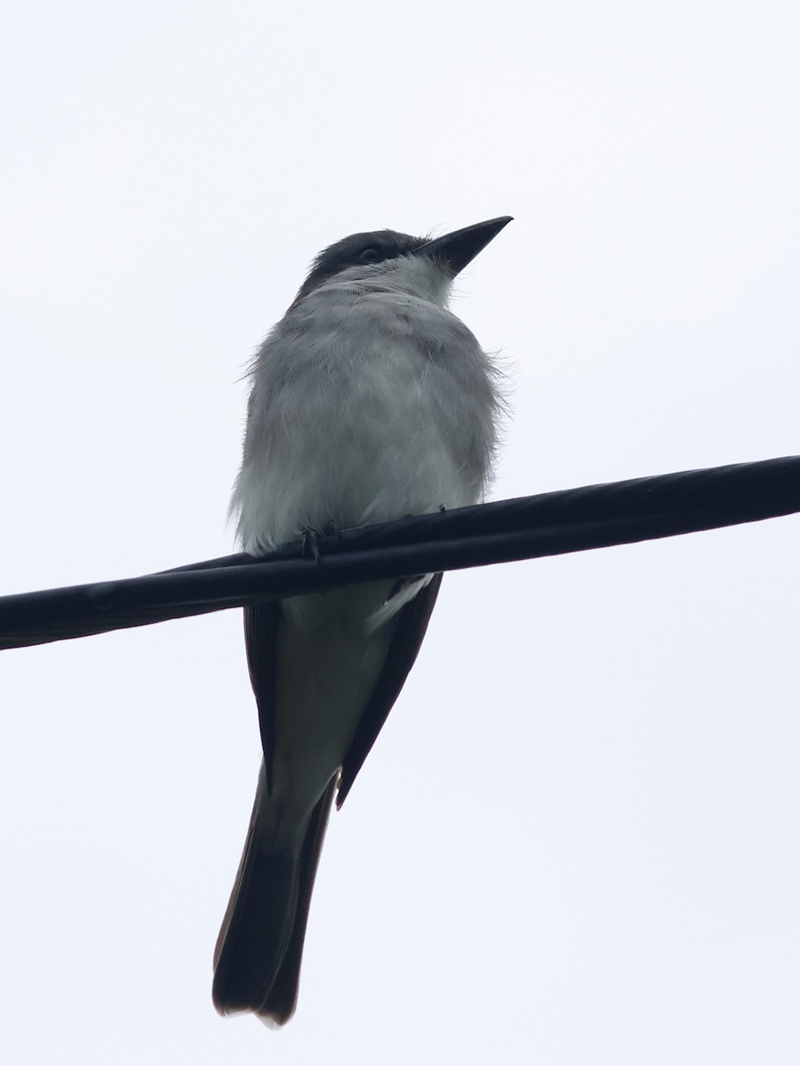 Gray Kingbird - ML645745736
