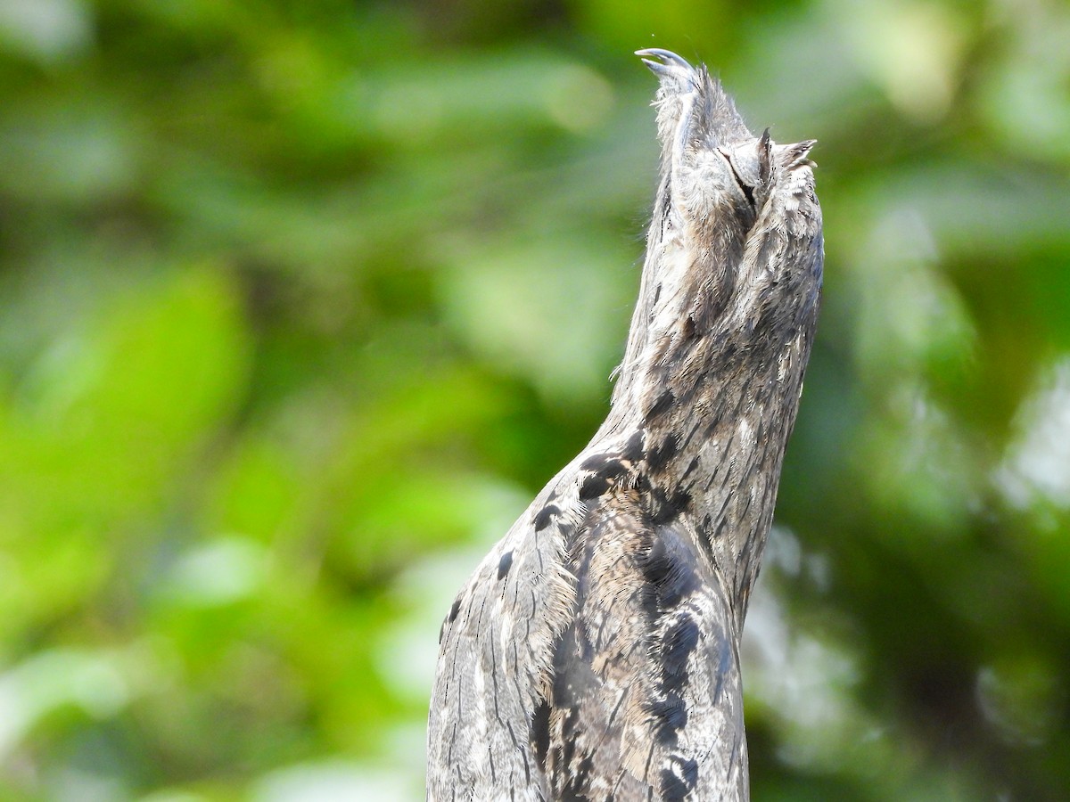 Common Potoo - ML645745737
