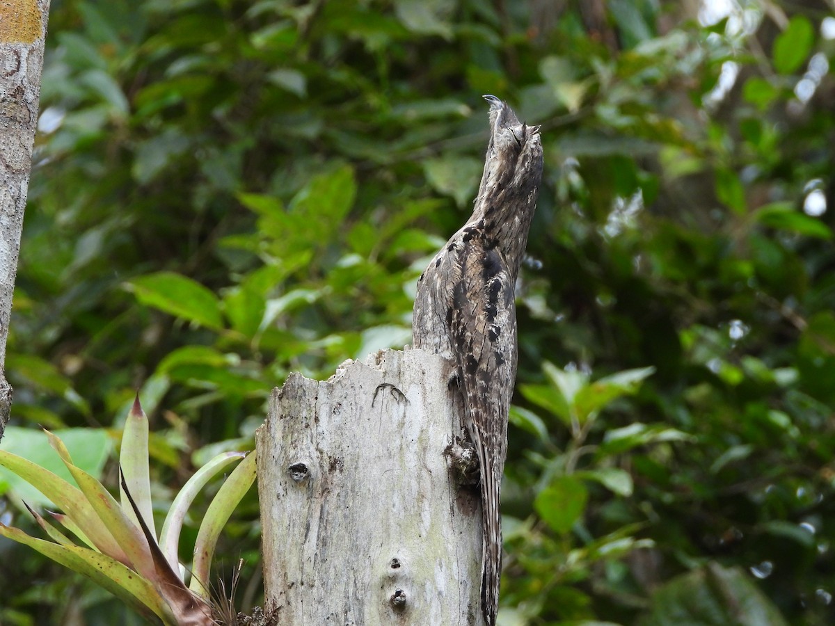 Common Potoo - ML645745739