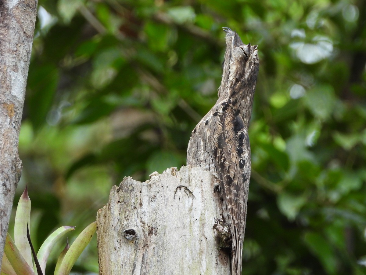 Common Potoo - ML645745740