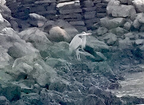 Great Blue Heron - ML645745742