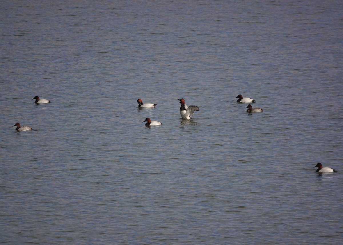 Canvasback - ML645745744