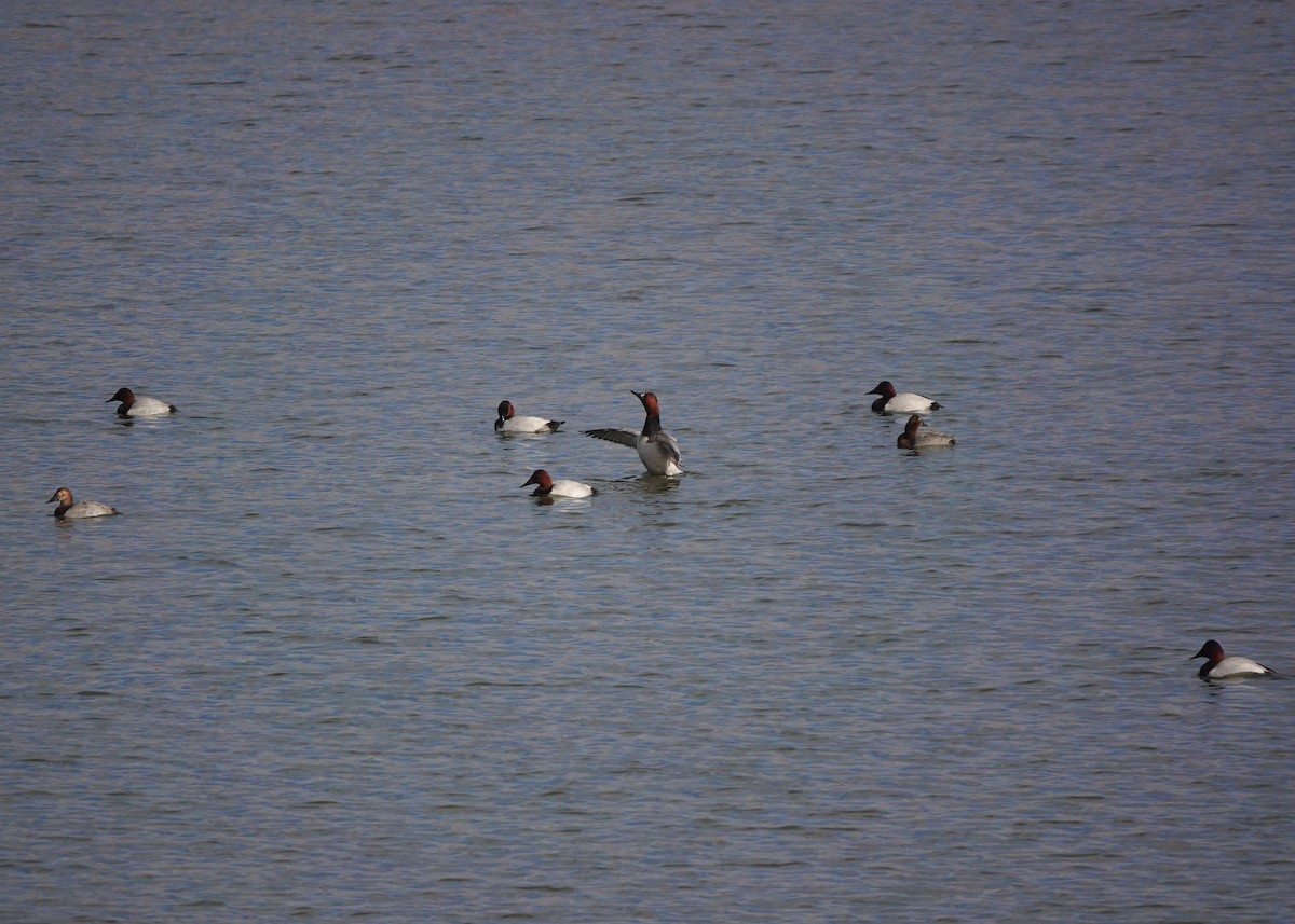 Canvasback - ML645745745