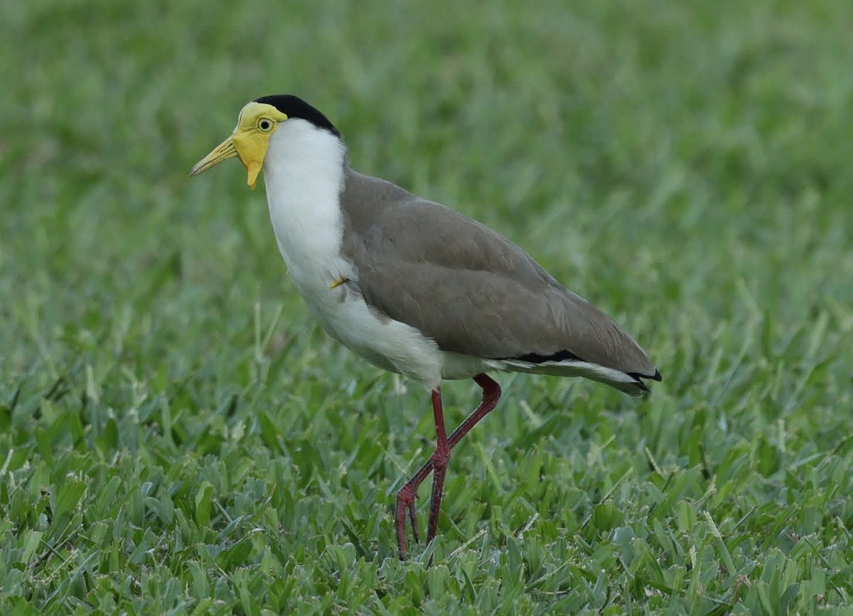 Hegabera maskaraduna - ML645745746