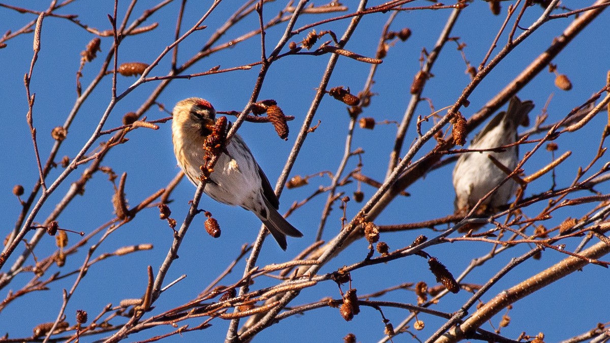Redpoll - ML645745754