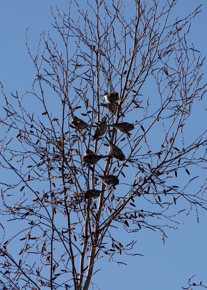 Redpoll - ML645745755