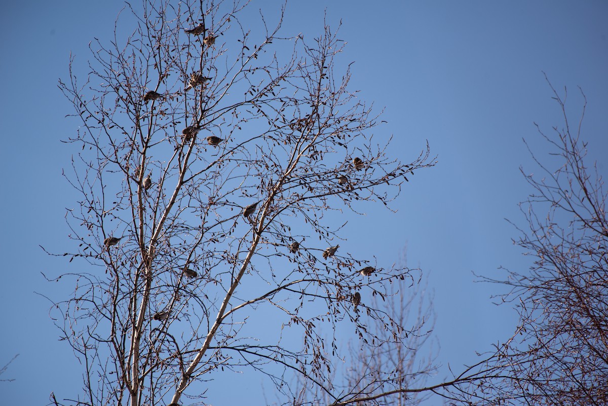 Redpoll - ML645745756