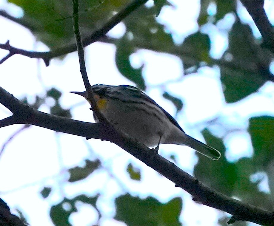Yellow-throated Warbler - ML645745757