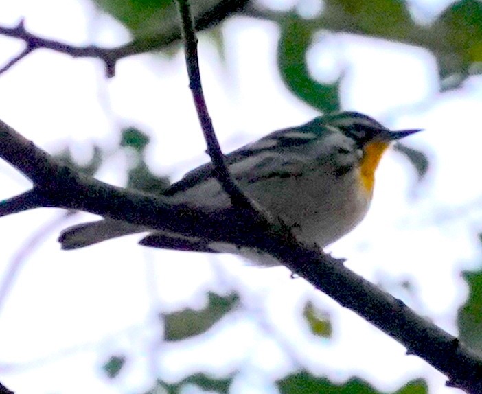 Yellow-throated Warbler - ML645745758