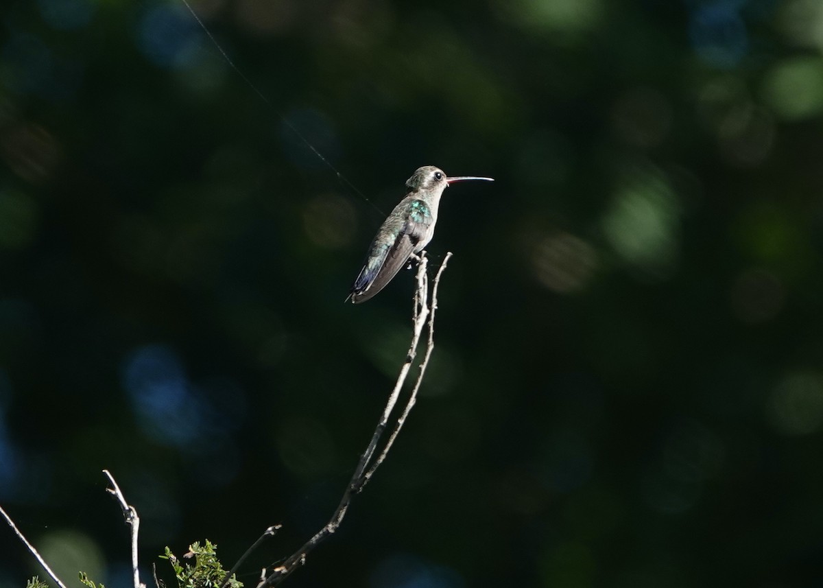 Colibrí Piquiancho de Guerrero - ML645745761
