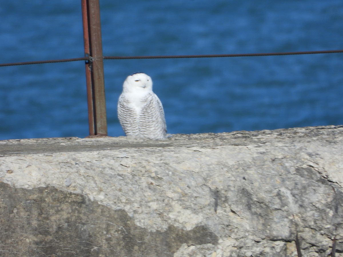 Snowy Owl - ML645745779
