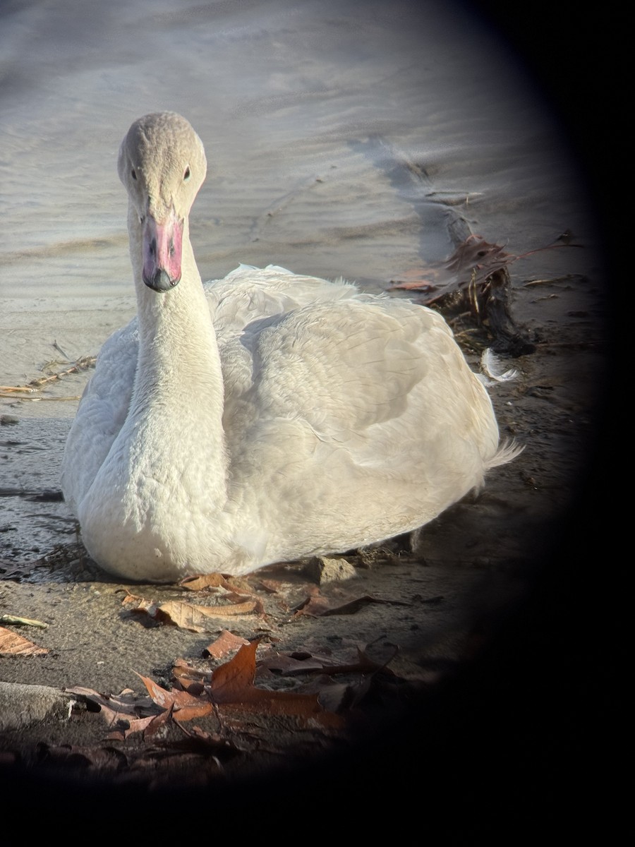 Tundra Swan - ML645745787
