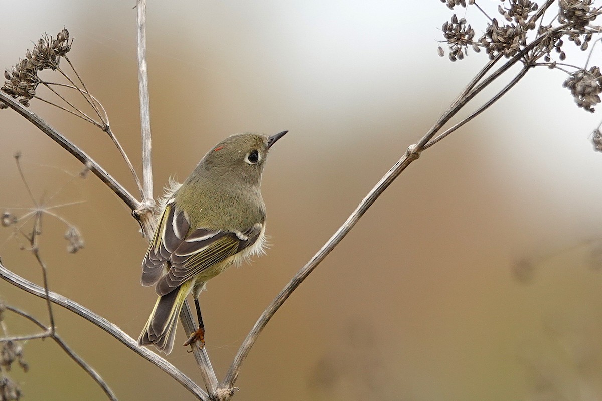Ruby-crowned Kinglet - ML645745796