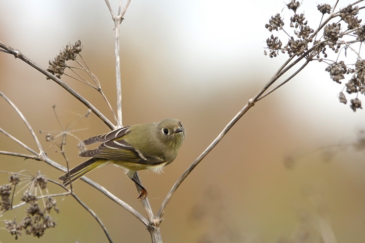 Ruby-crowned Kinglet - ML645745797