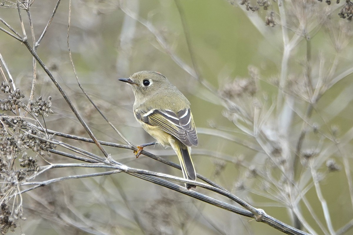 Ruby-crowned Kinglet - ML645745798