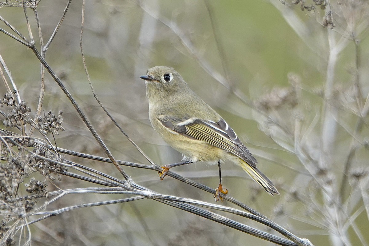 Ruby-crowned Kinglet - ML645745799