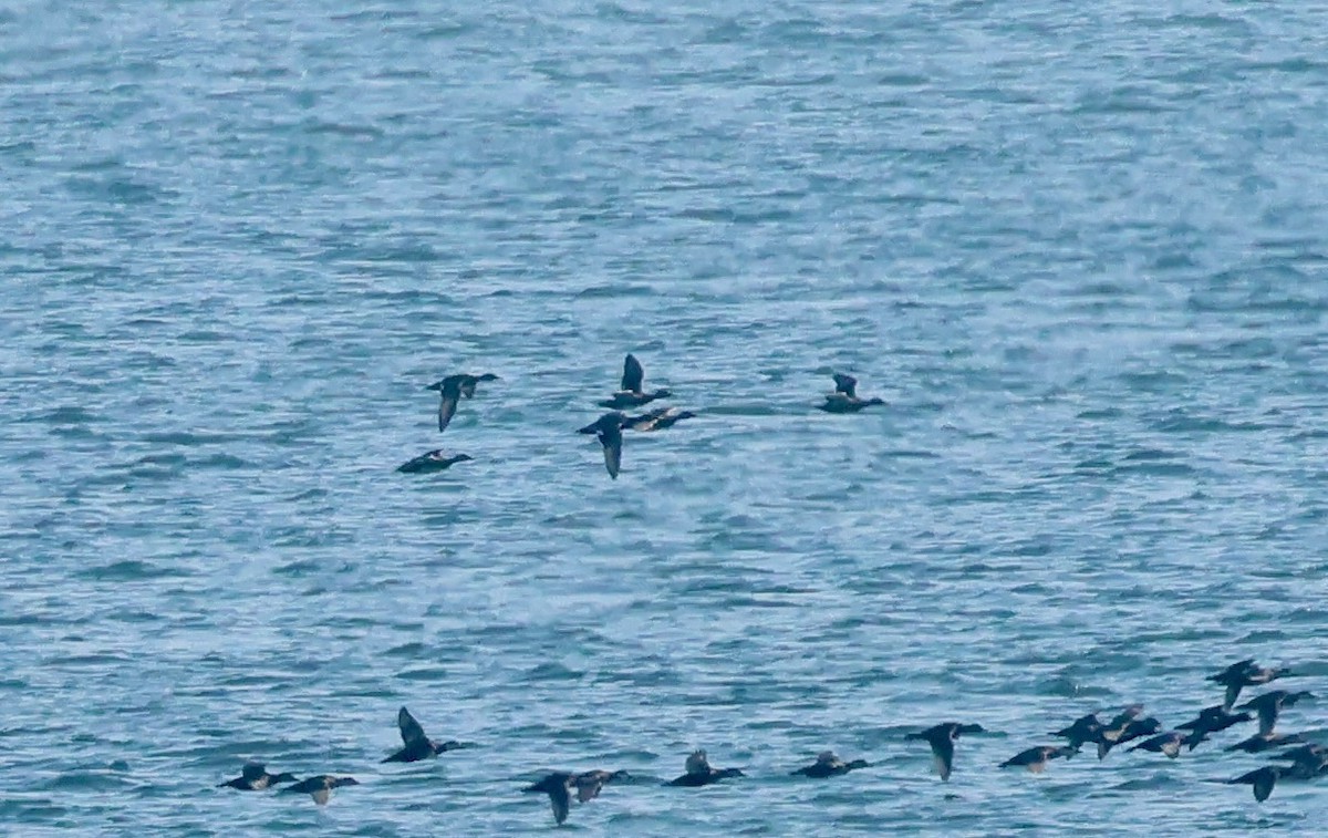 Gadwall - ML645745800