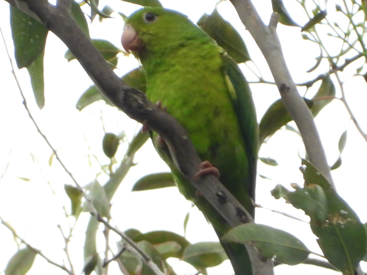 Plain Parakeet - ML645745801