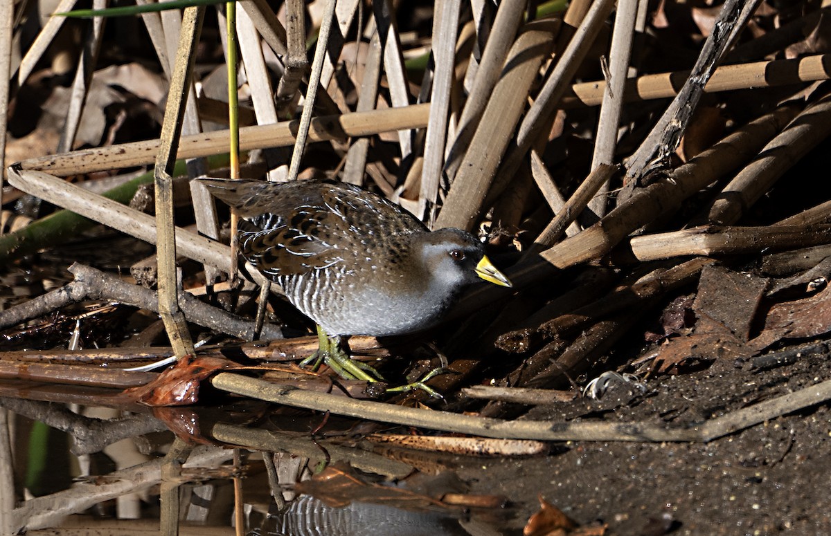 Sora uroilanda - ML645745802