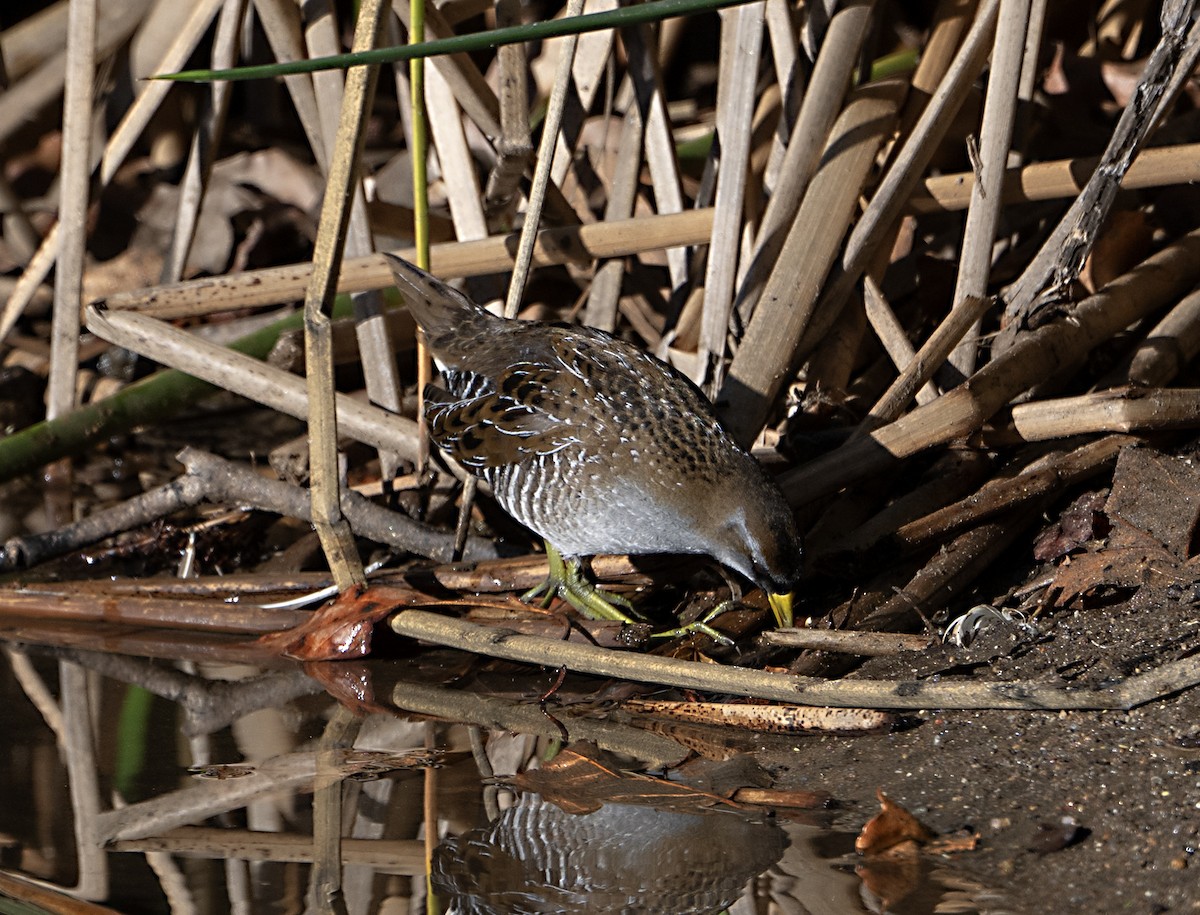 Sora uroilanda - ML645745803