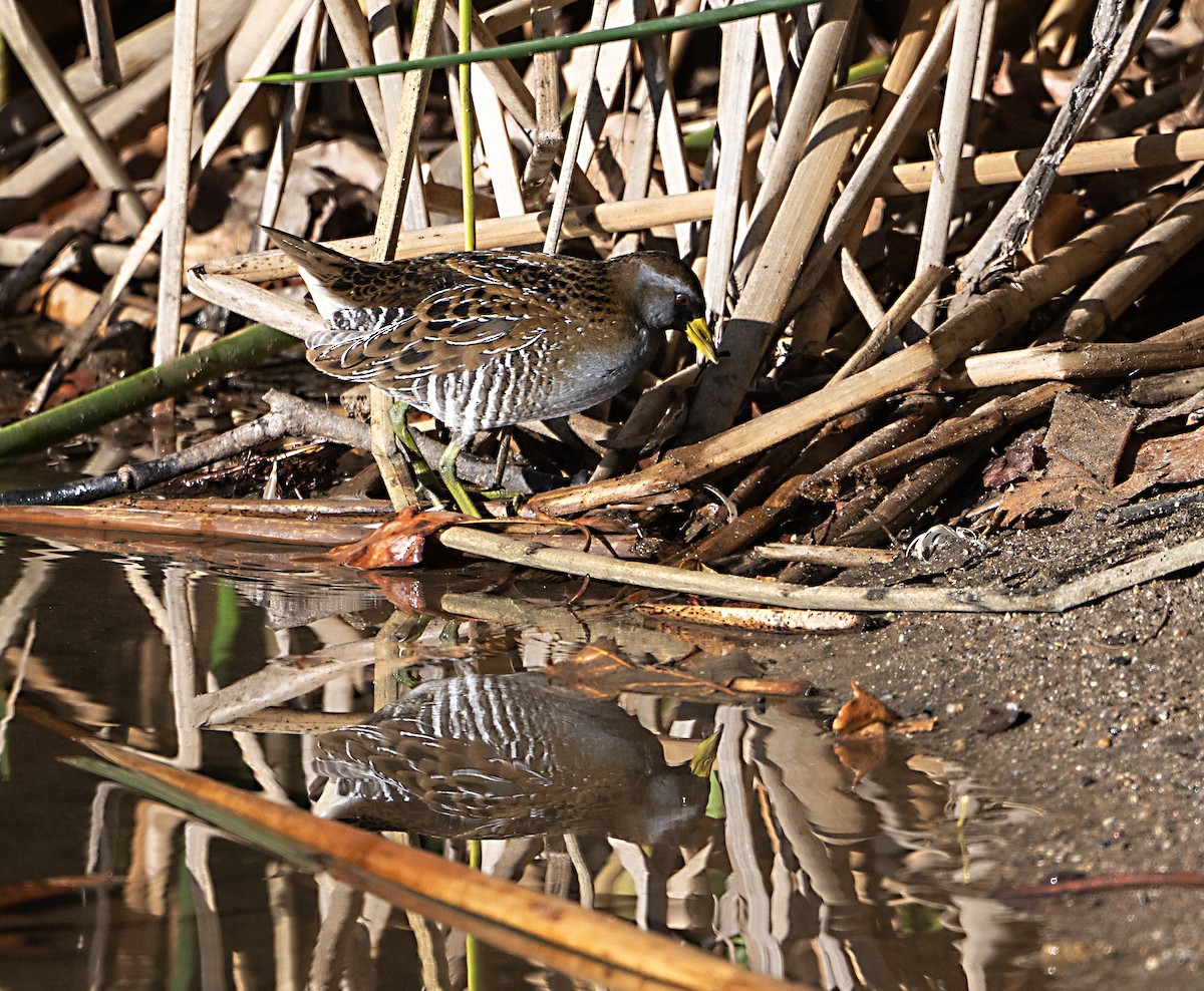 Sora uroilanda - ML645745804