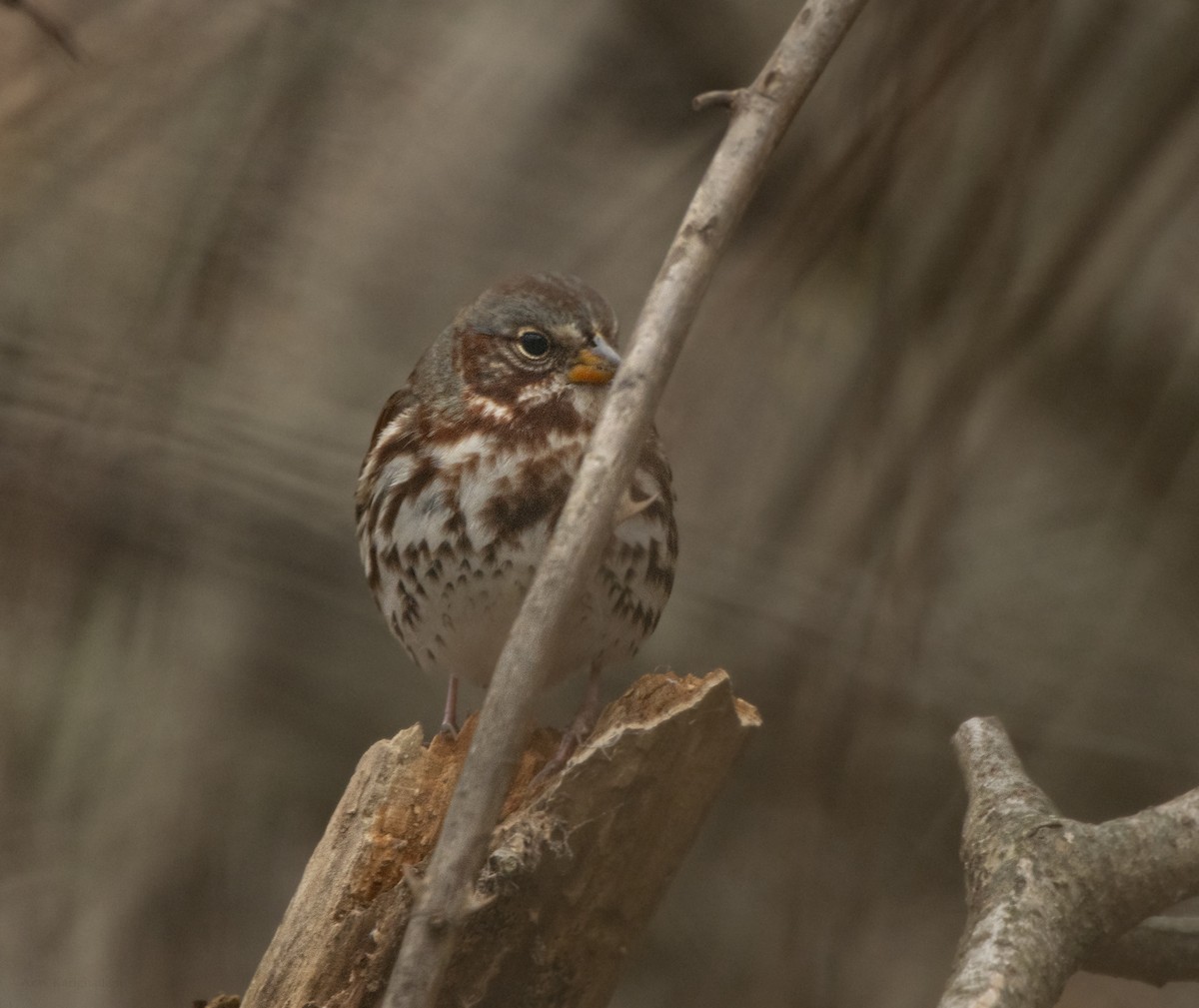 Fox Sparrow - ML645745807