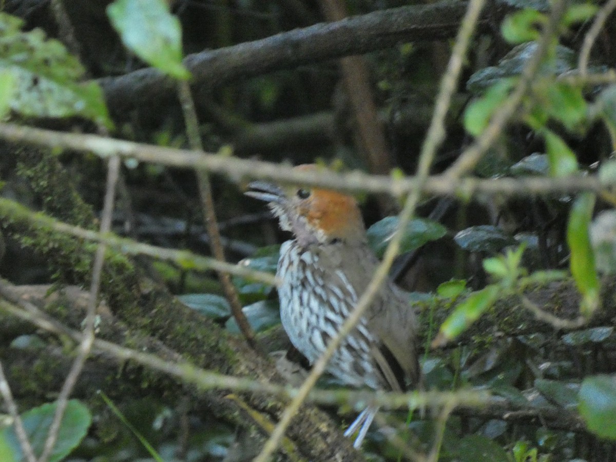 Chestnut-crowned Antpitta - ML645745818