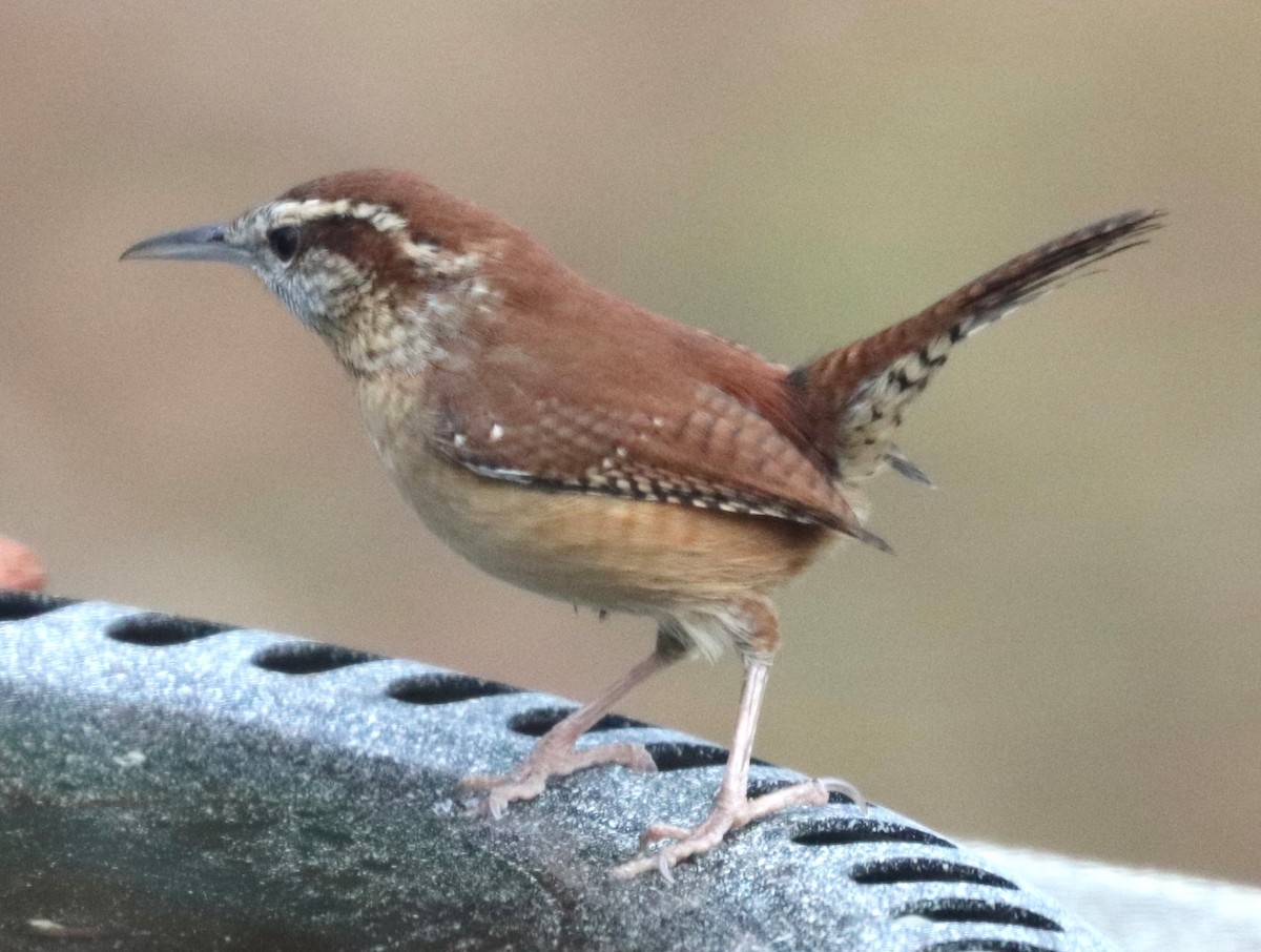Carolina Wren - ML645745821