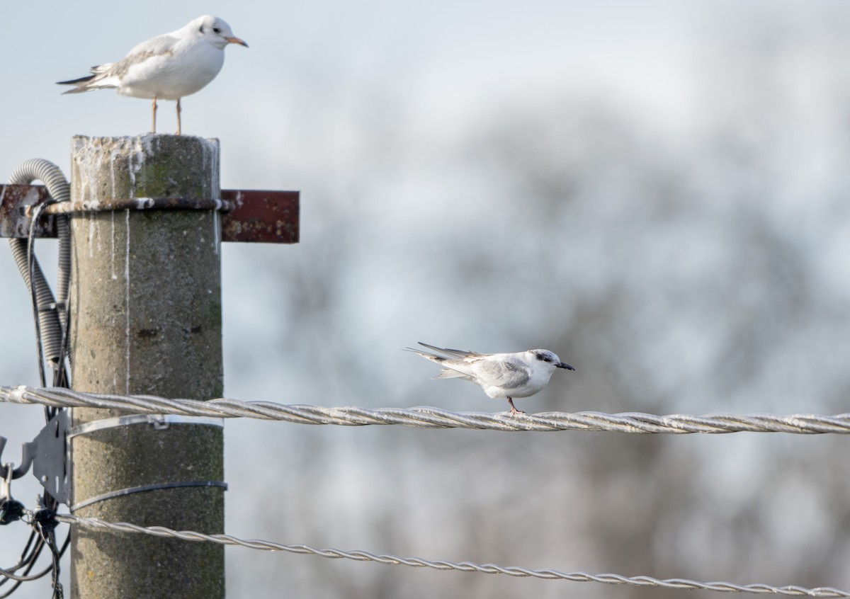 黑腹燕鷗 - ML645745824