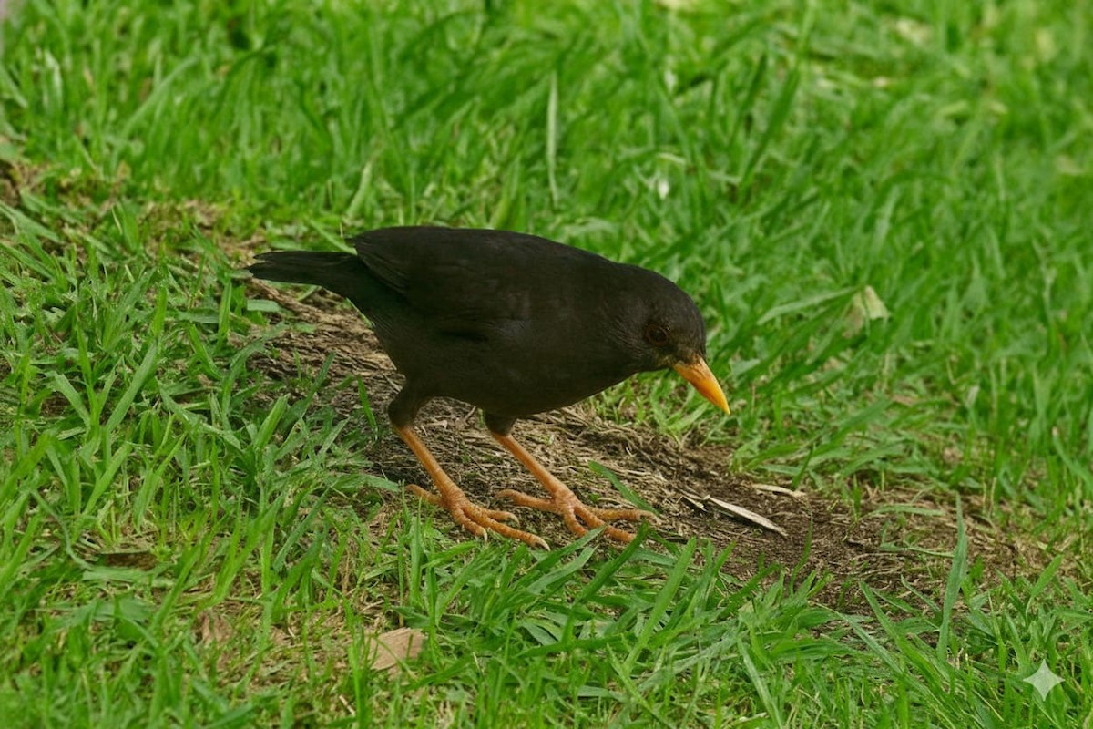 Great Thrush - ML645745826