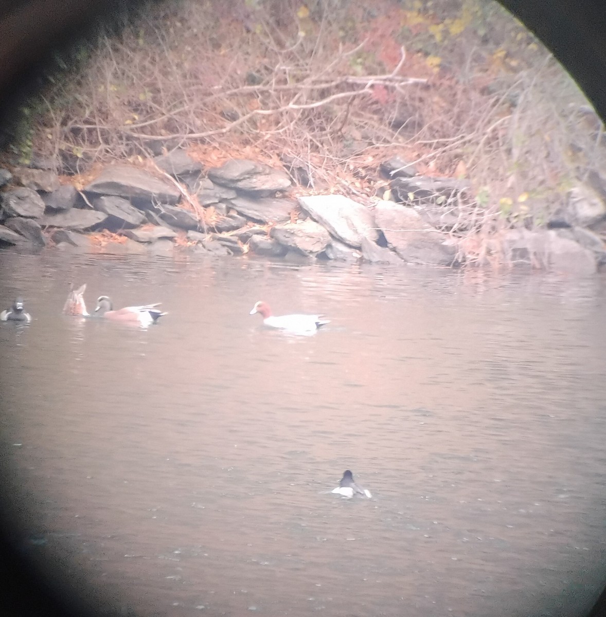 hvízdák eurasijský - ML645745827