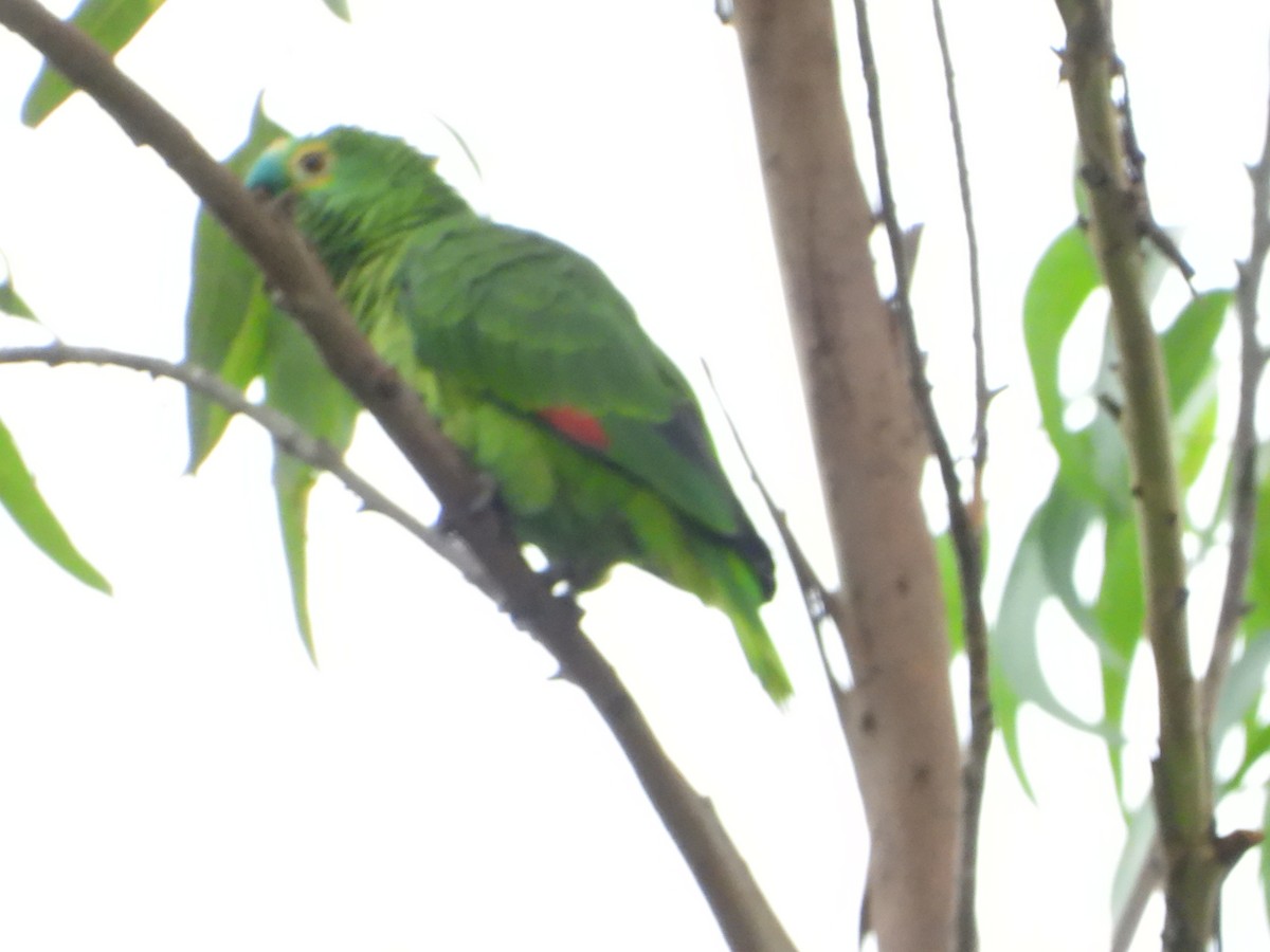 Amazona Frentiazul - ML645745828