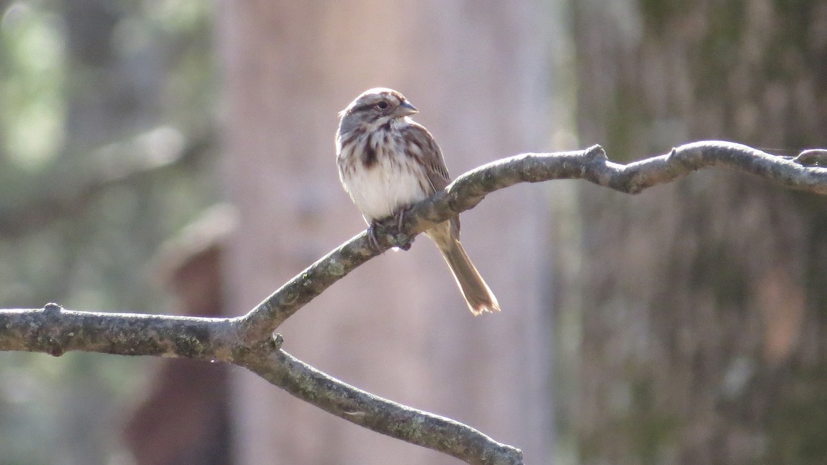 Song Sparrow - ML645745829