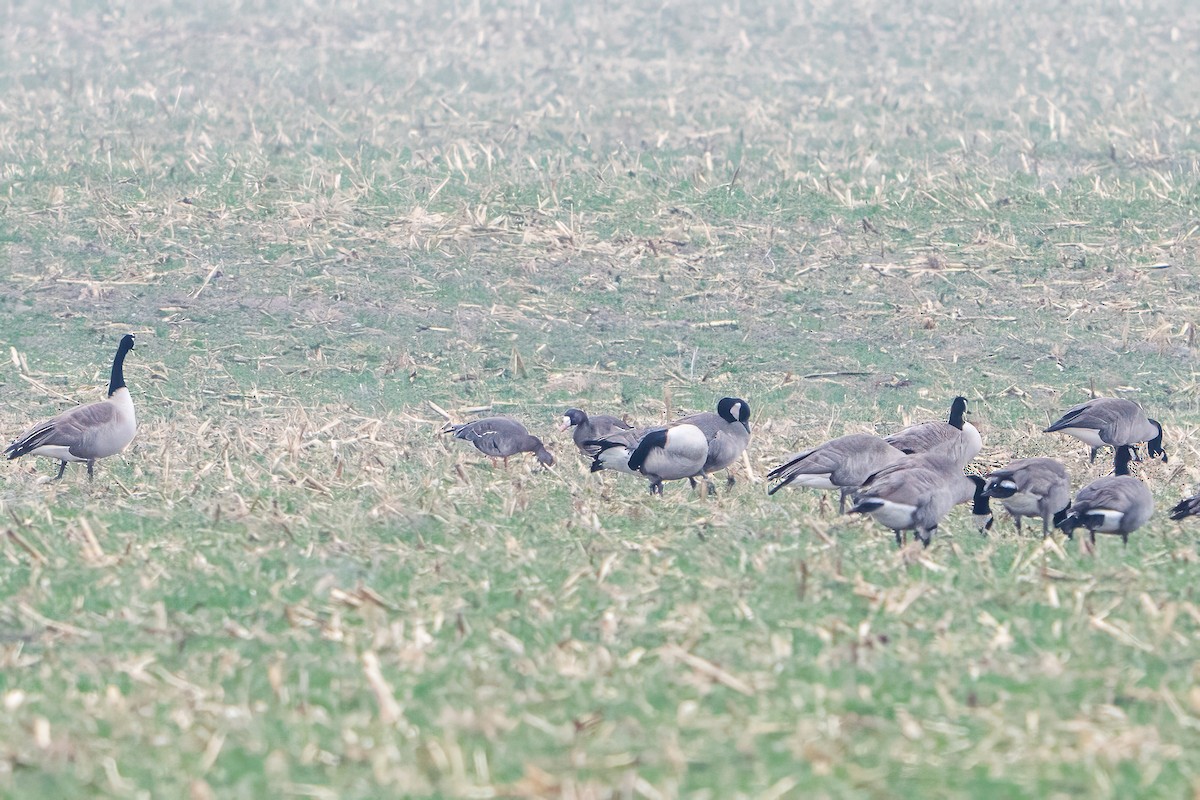 Oca lombardella - ML645745832