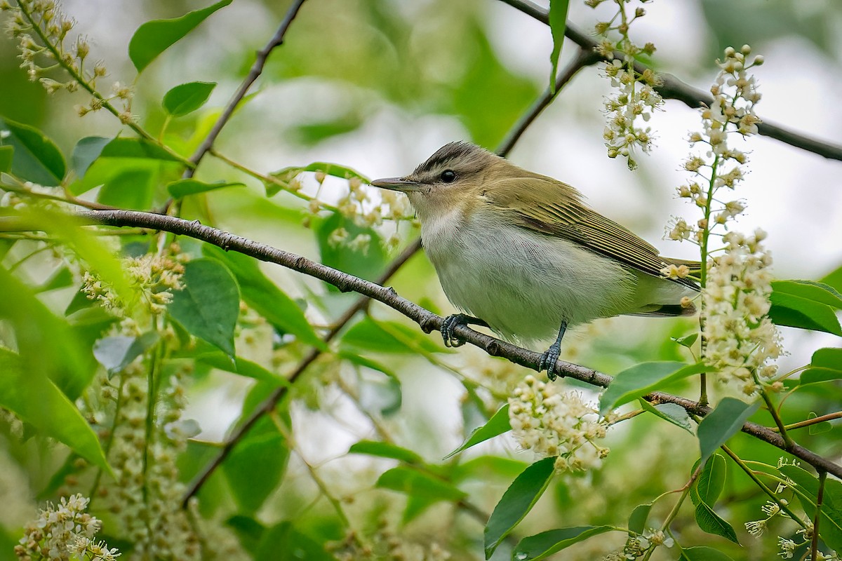 Red-eyed Vireo - ML645745843