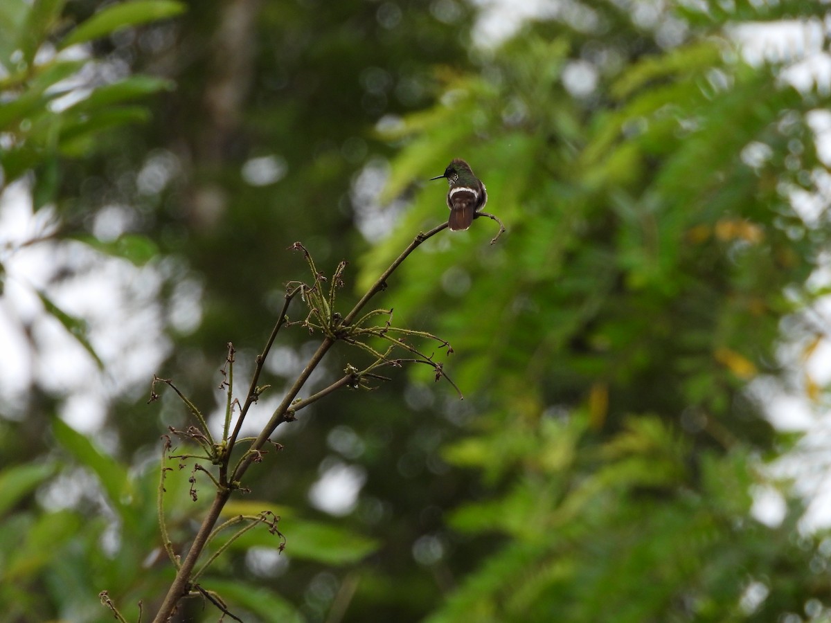 Festive Coquette - ML645745846