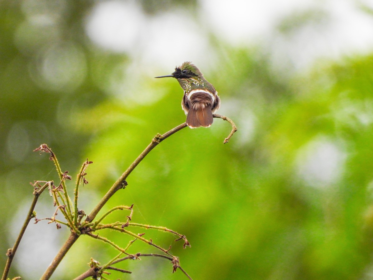 Festive Coquette - ML645745848