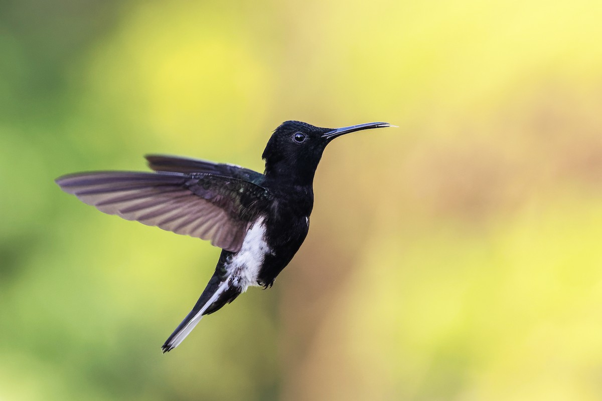 Black Jacobin - ML645745849