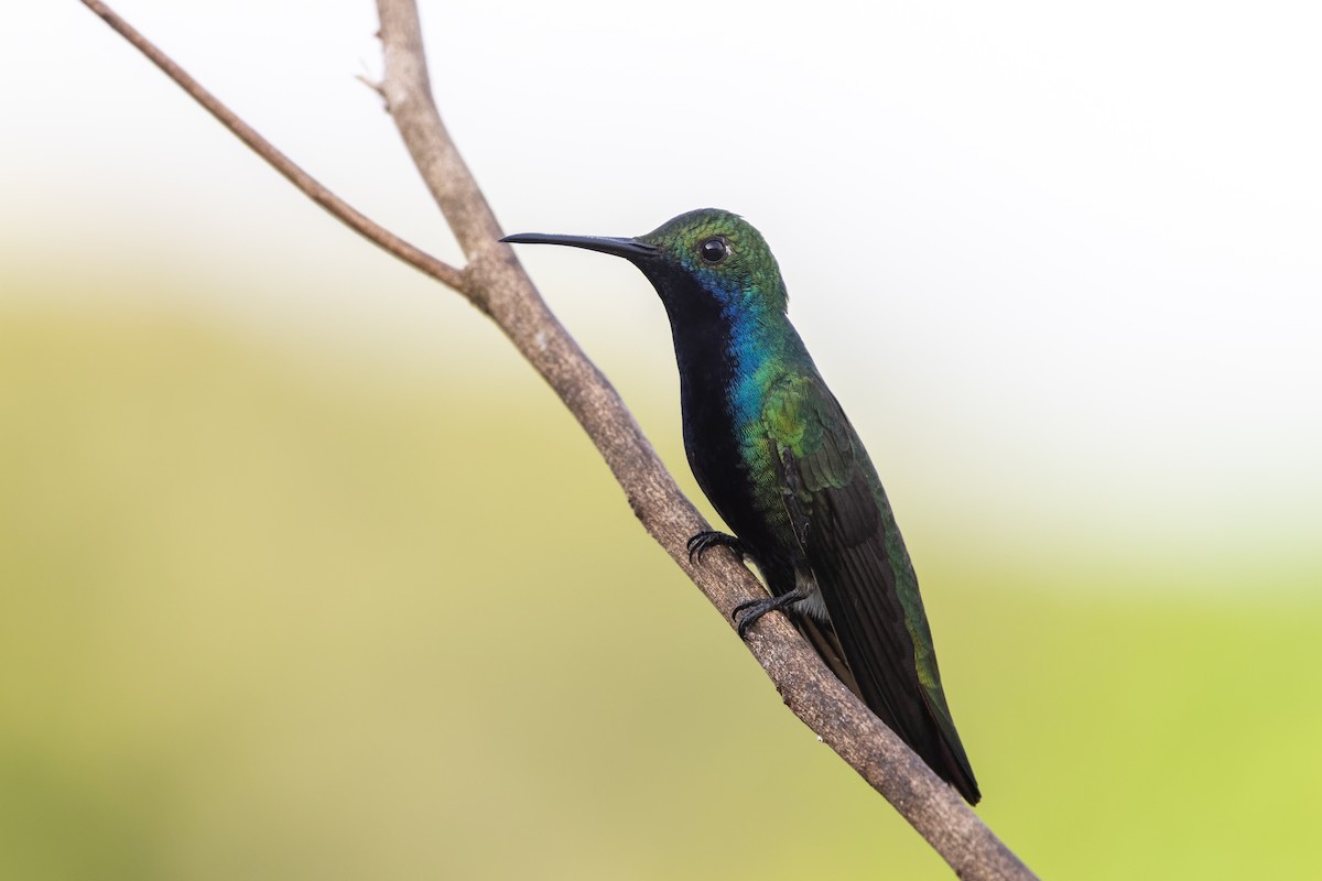 Black-throated Mango - ML645745857