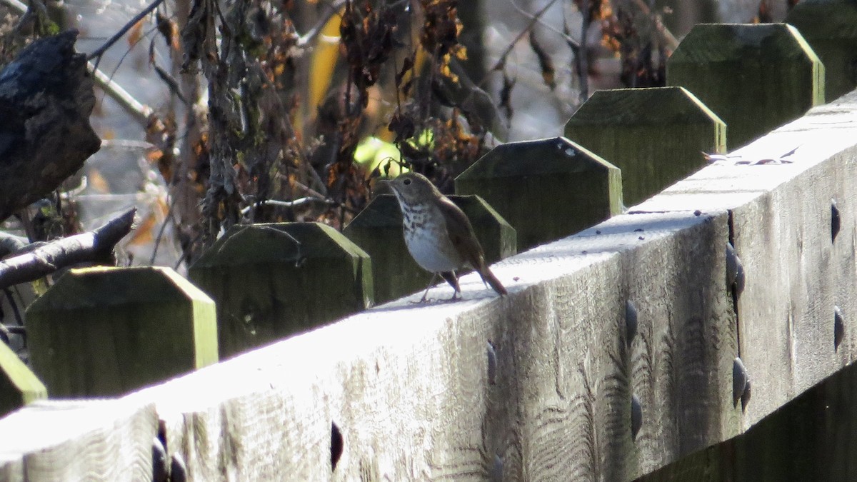 Hermit Thrush - ML645745858