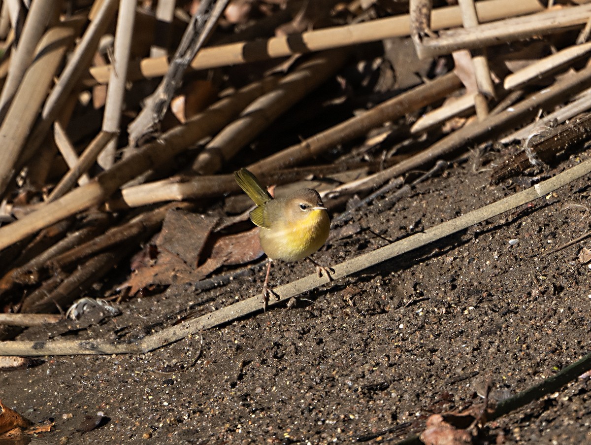 Common Yellowthroat - ML645745859