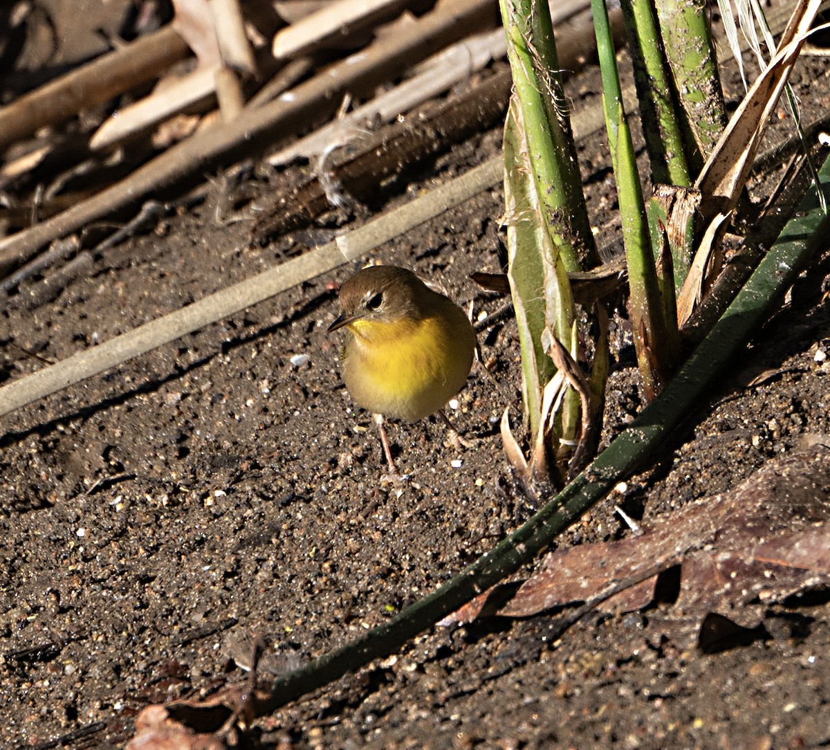 Common Yellowthroat - ML645745860