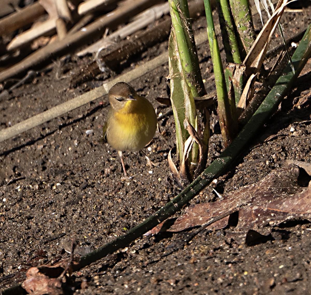Common Yellowthroat - ML645745861