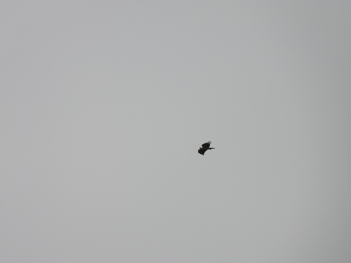 Black-and-white Hawk-Eagle - ML645745864